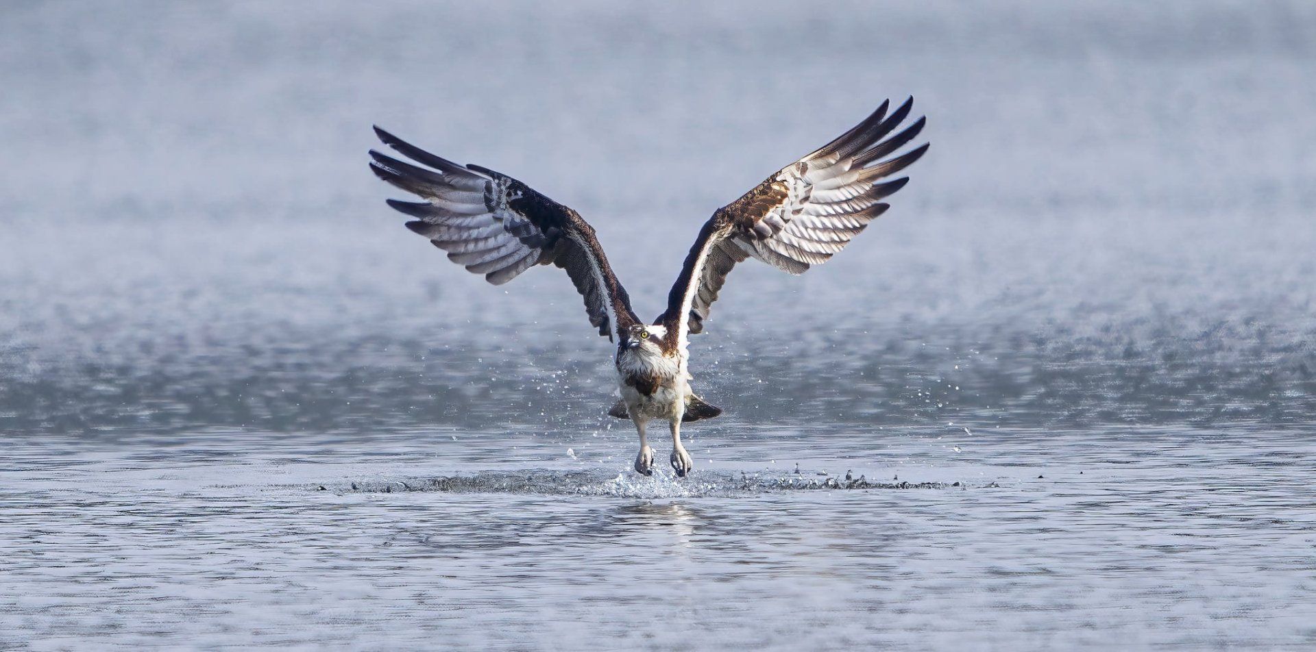 Osprey