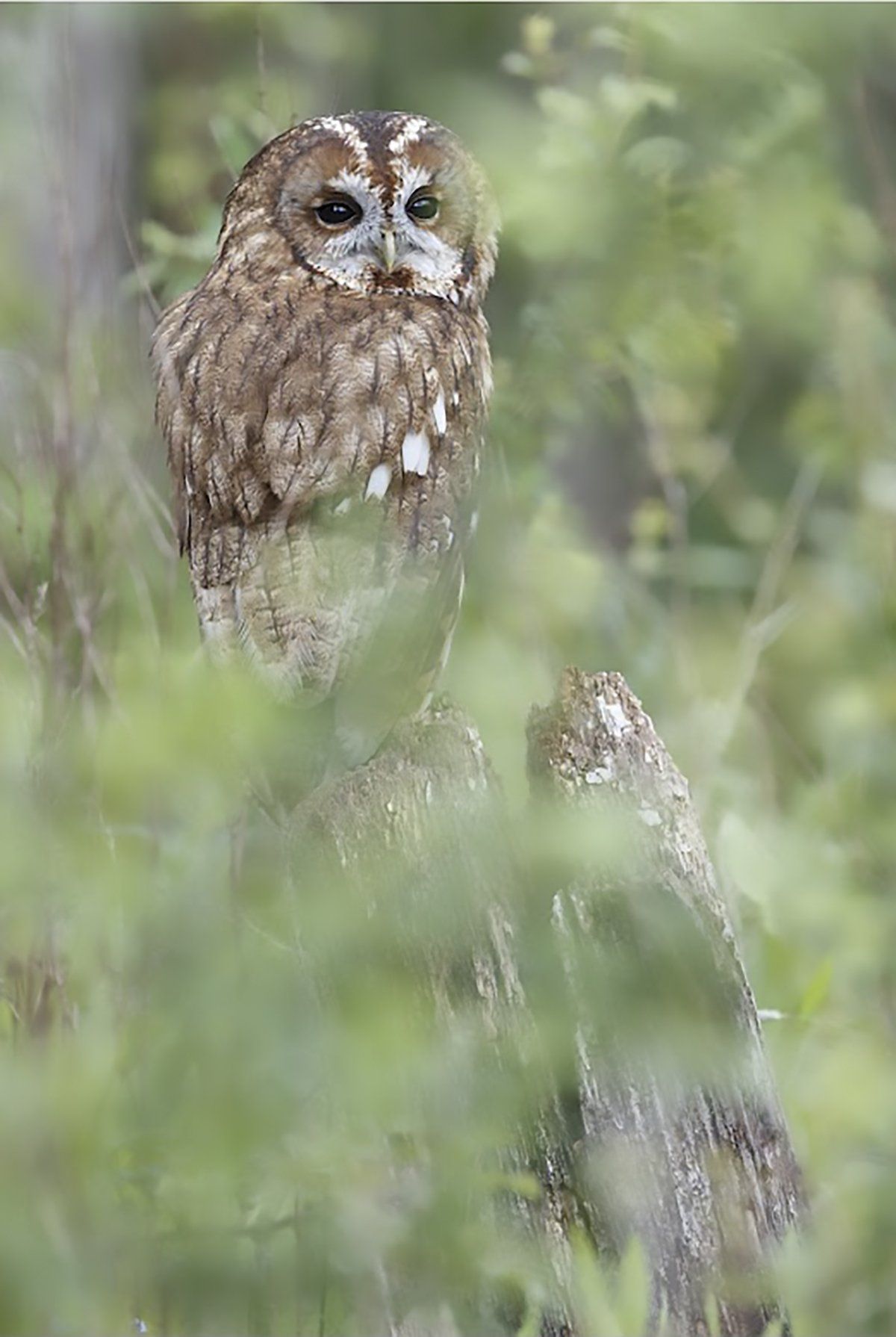 Tawny Owl