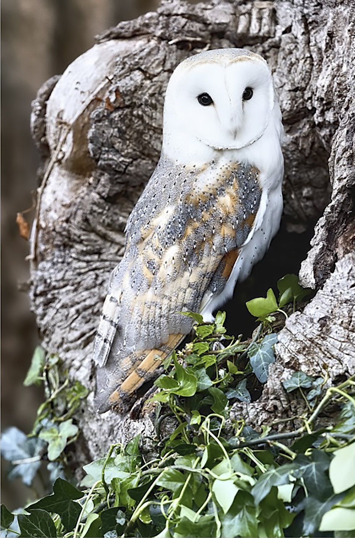 Barn Owl