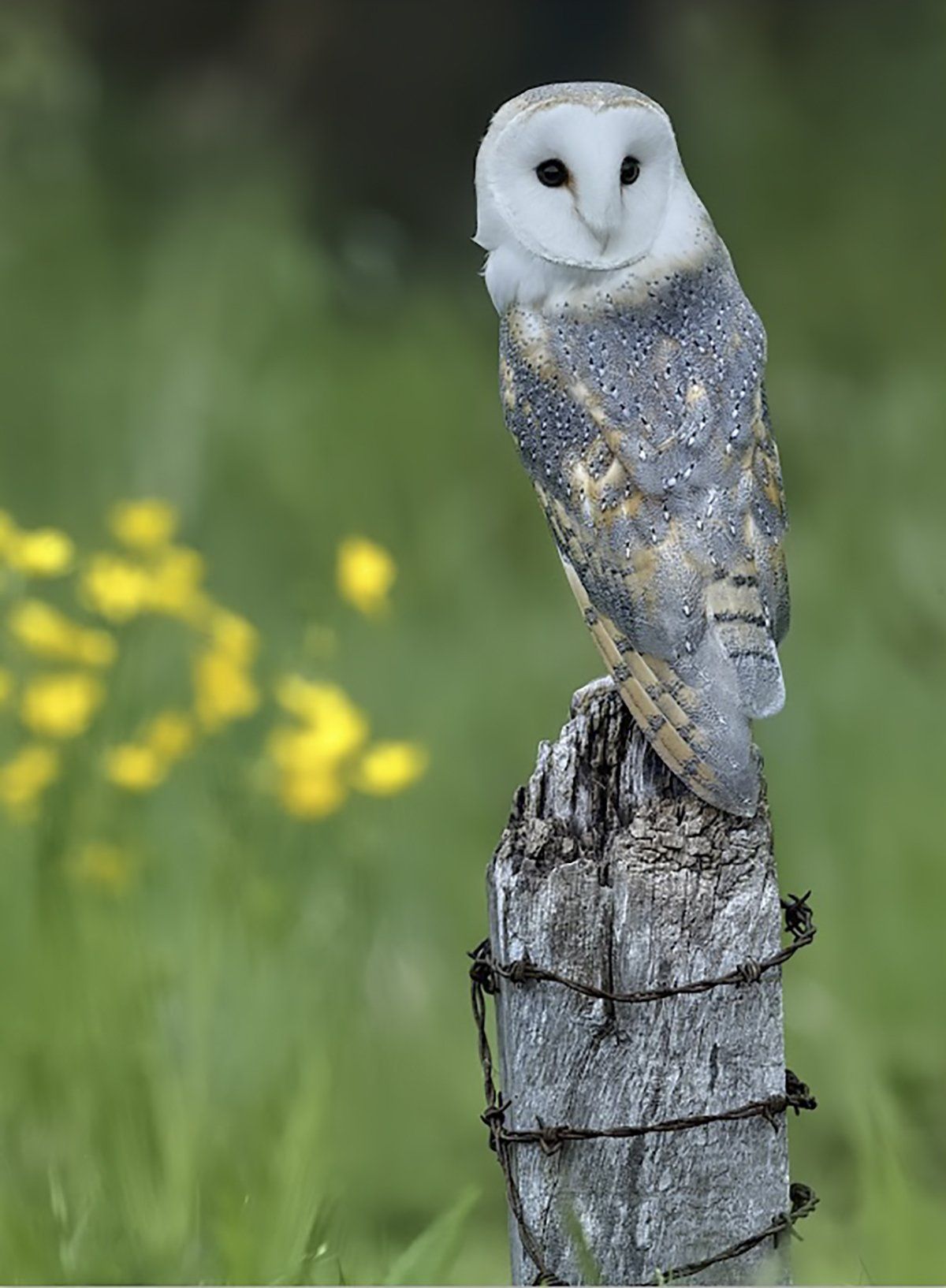 Barn Owl