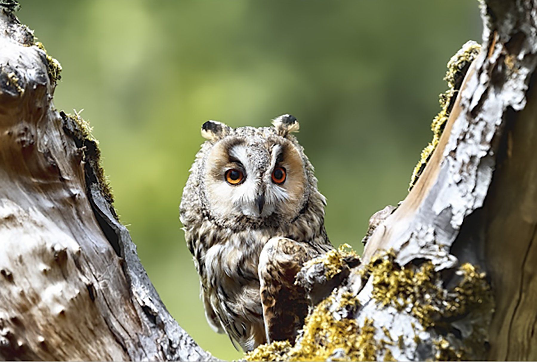 Long eared owl