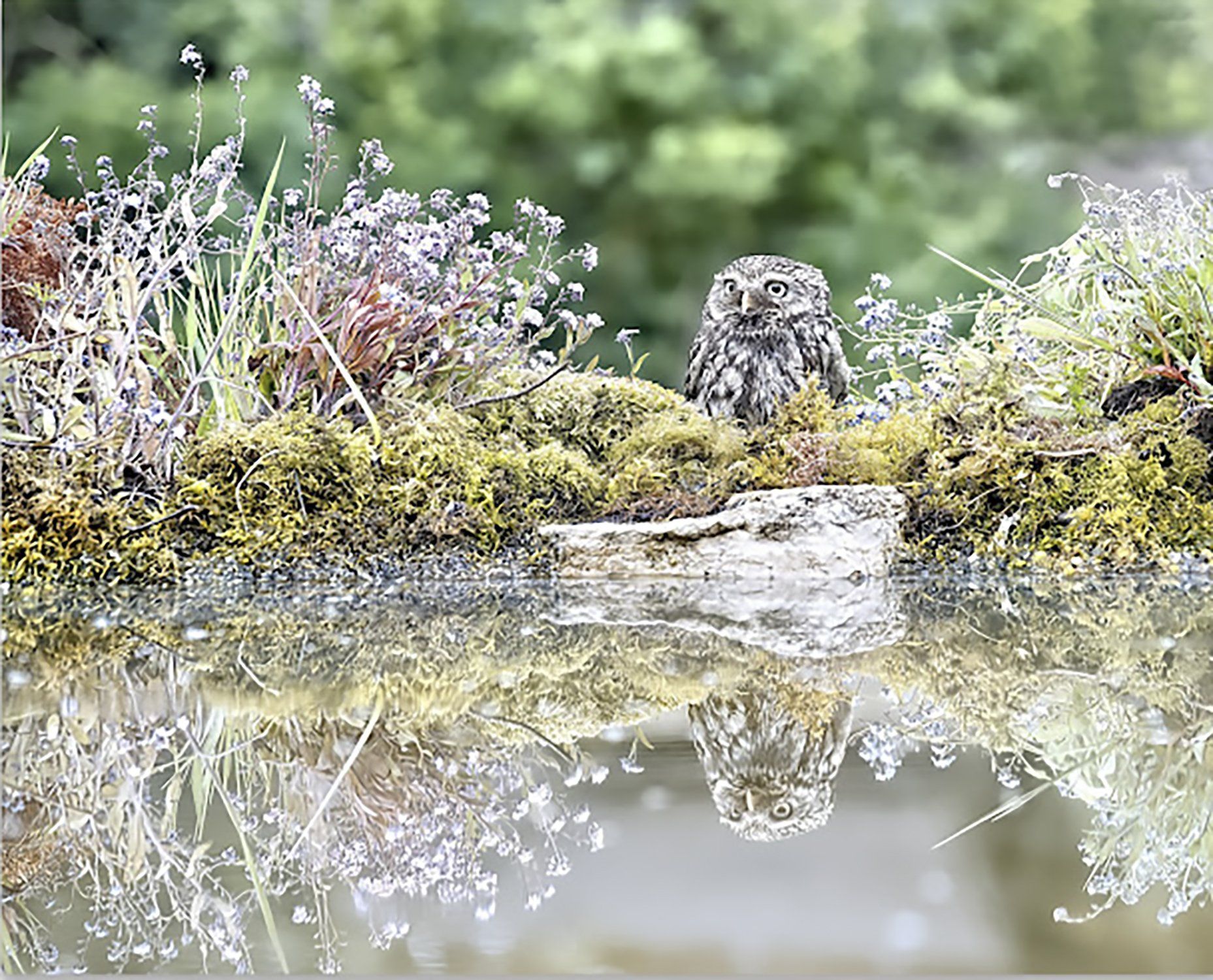 Little owl