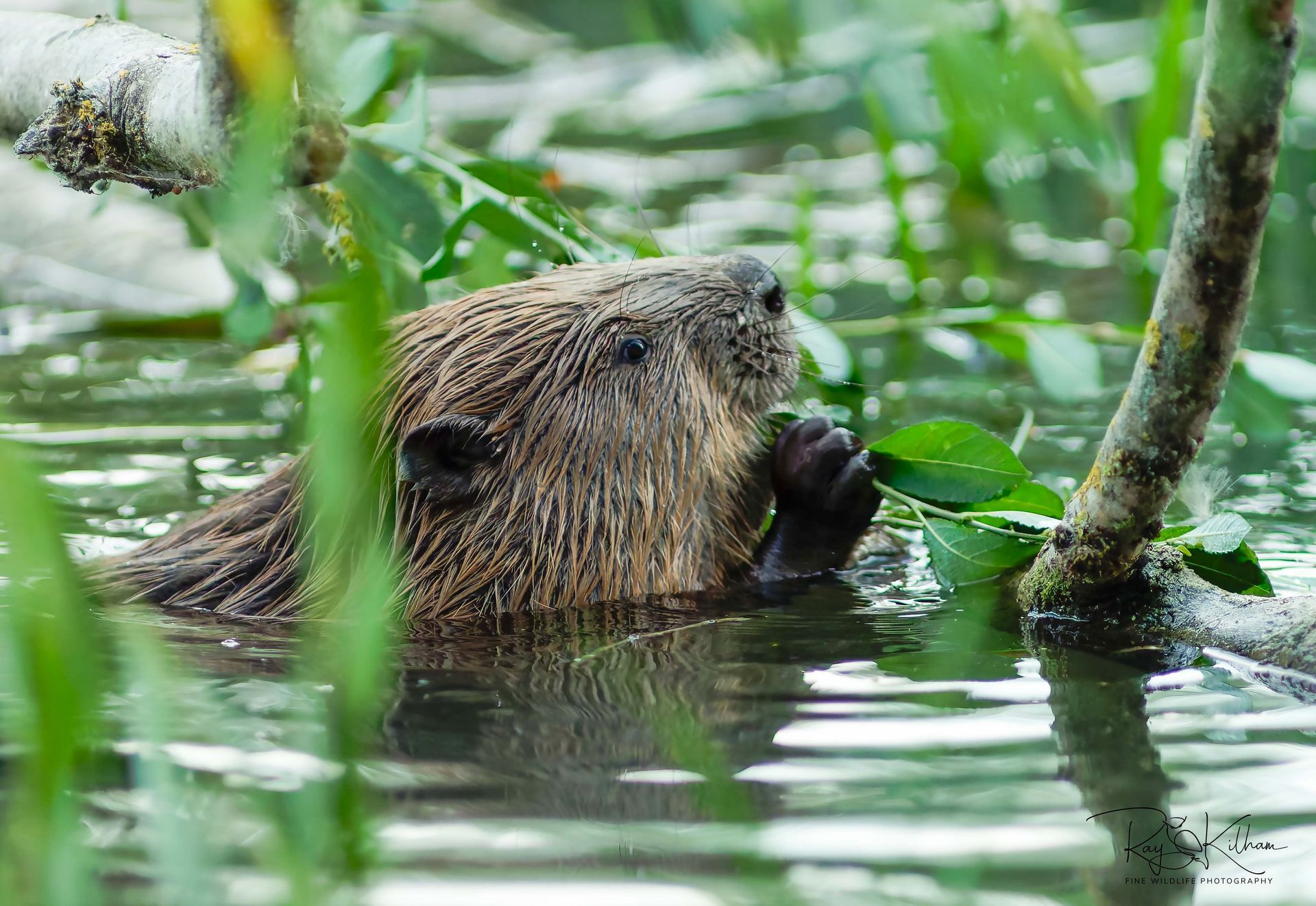 beaver
