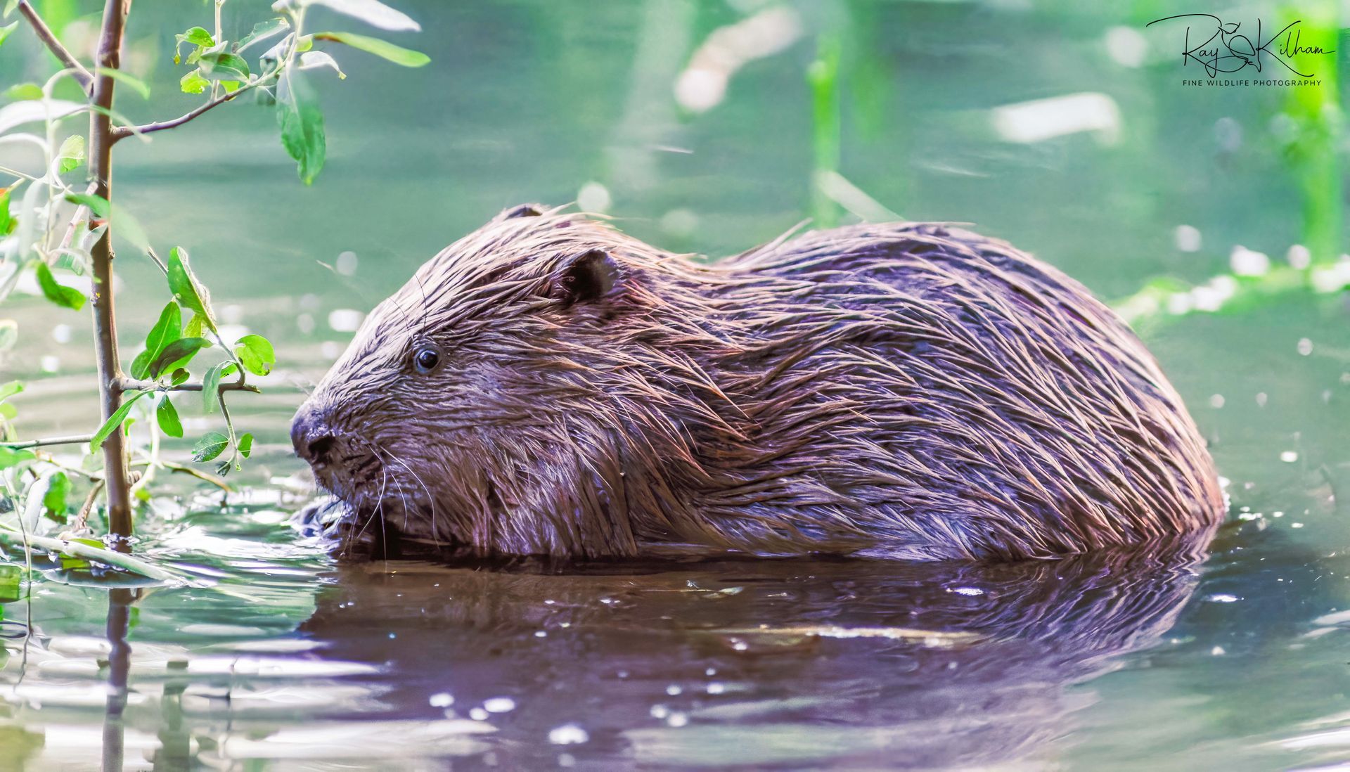 Beaver