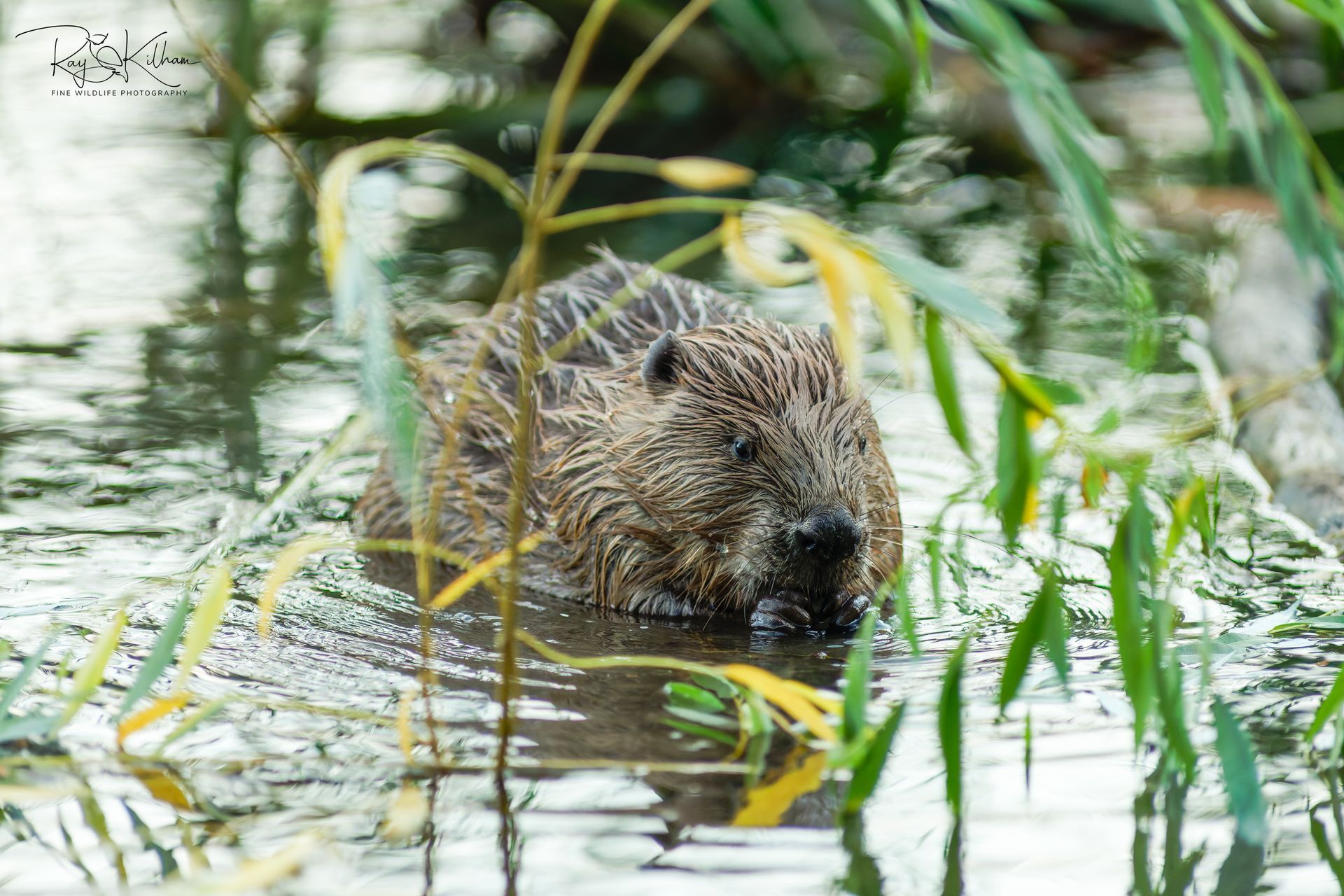 beaver beaver