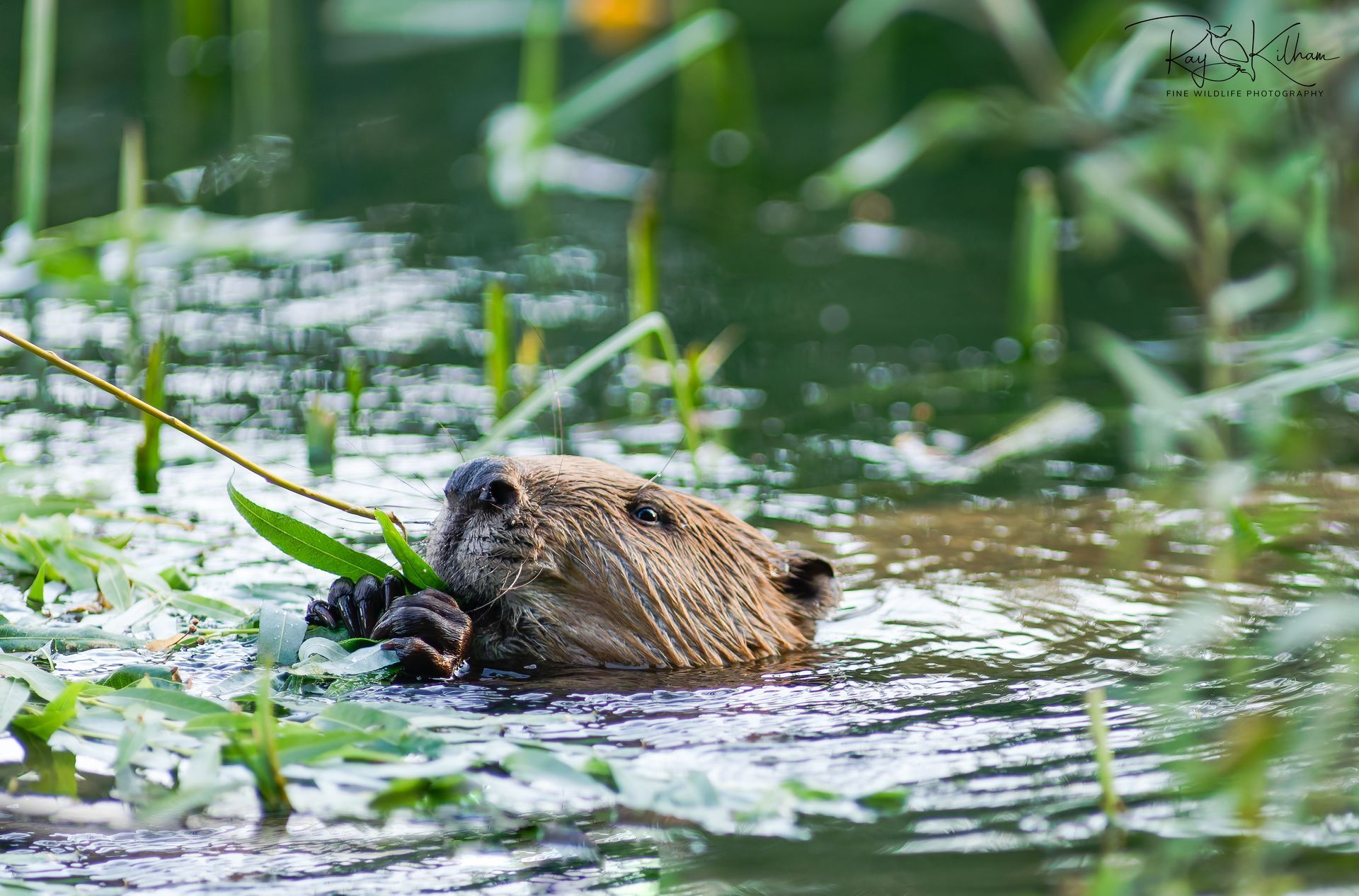 beaver
