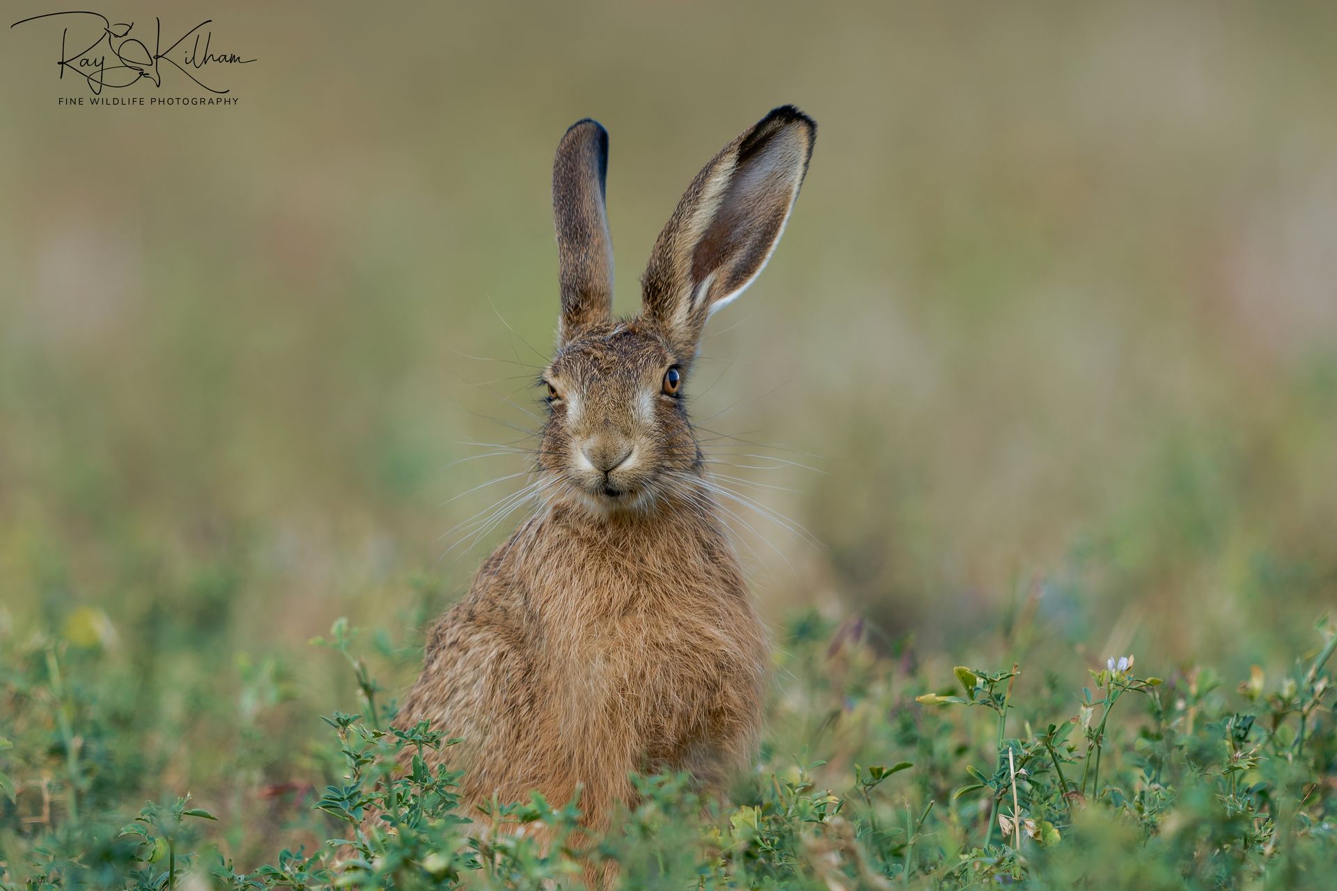 hare