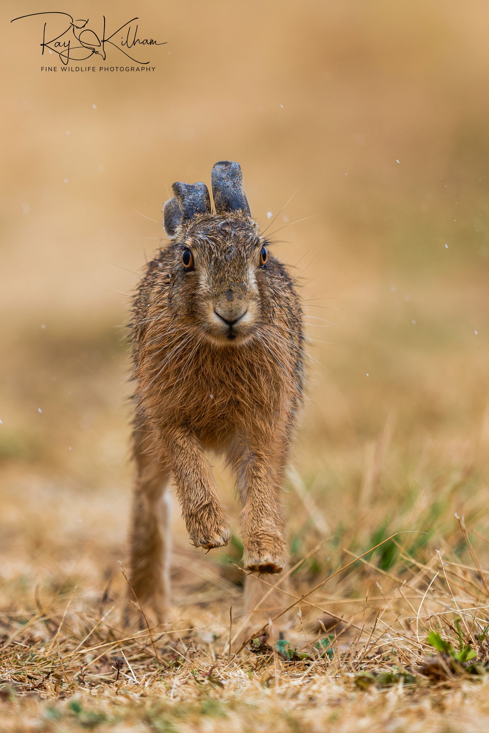 hare
