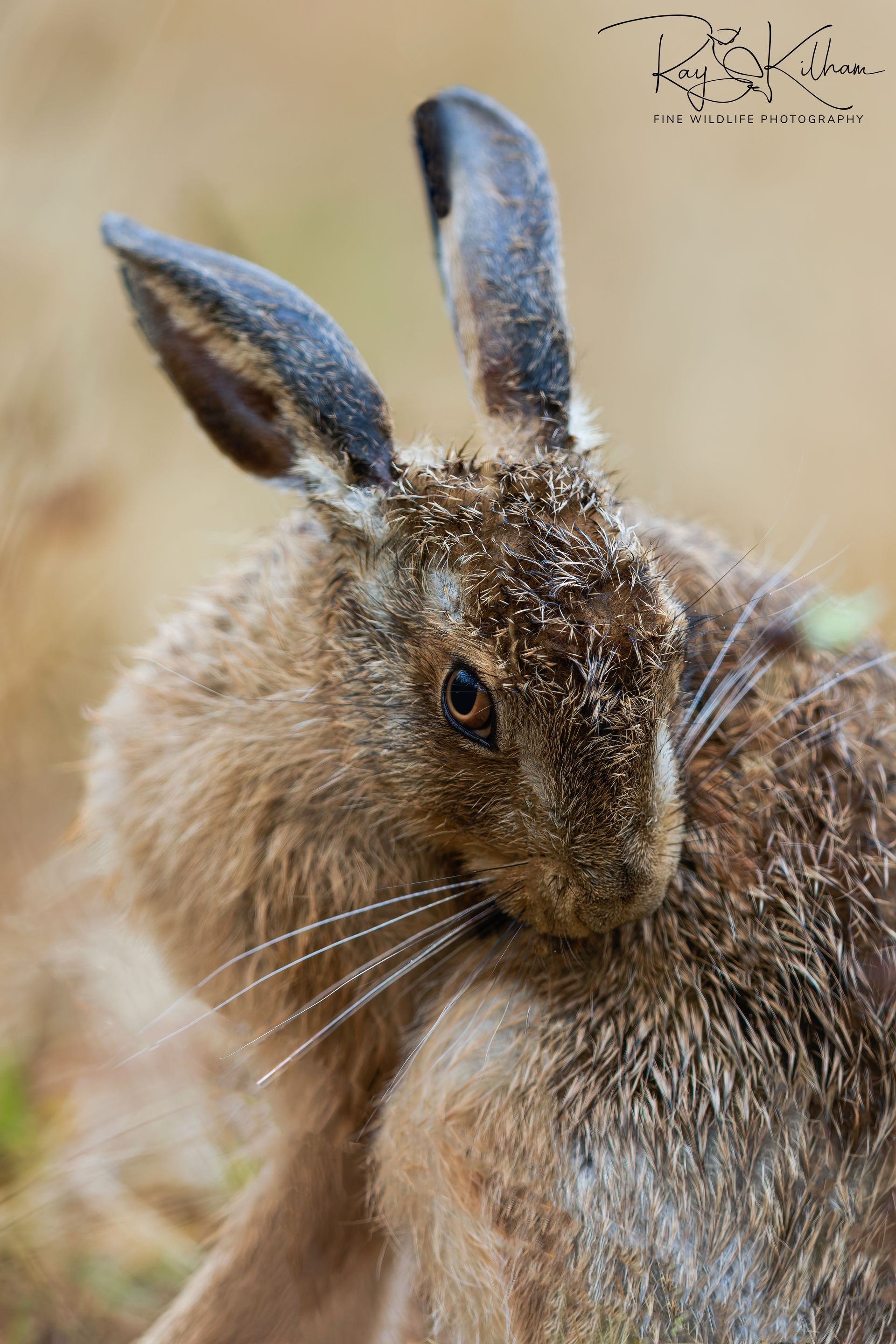 hare