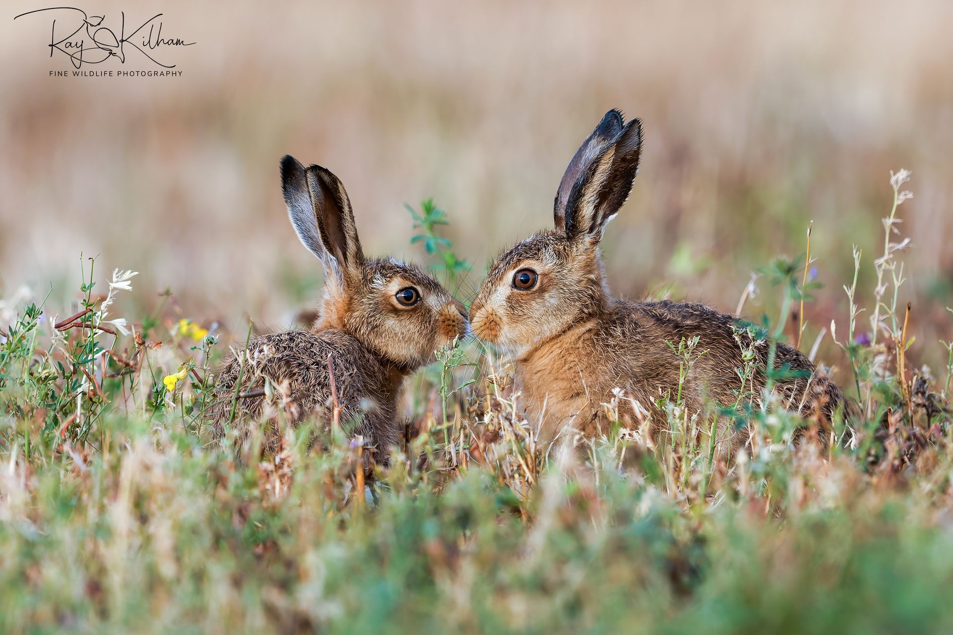 hare