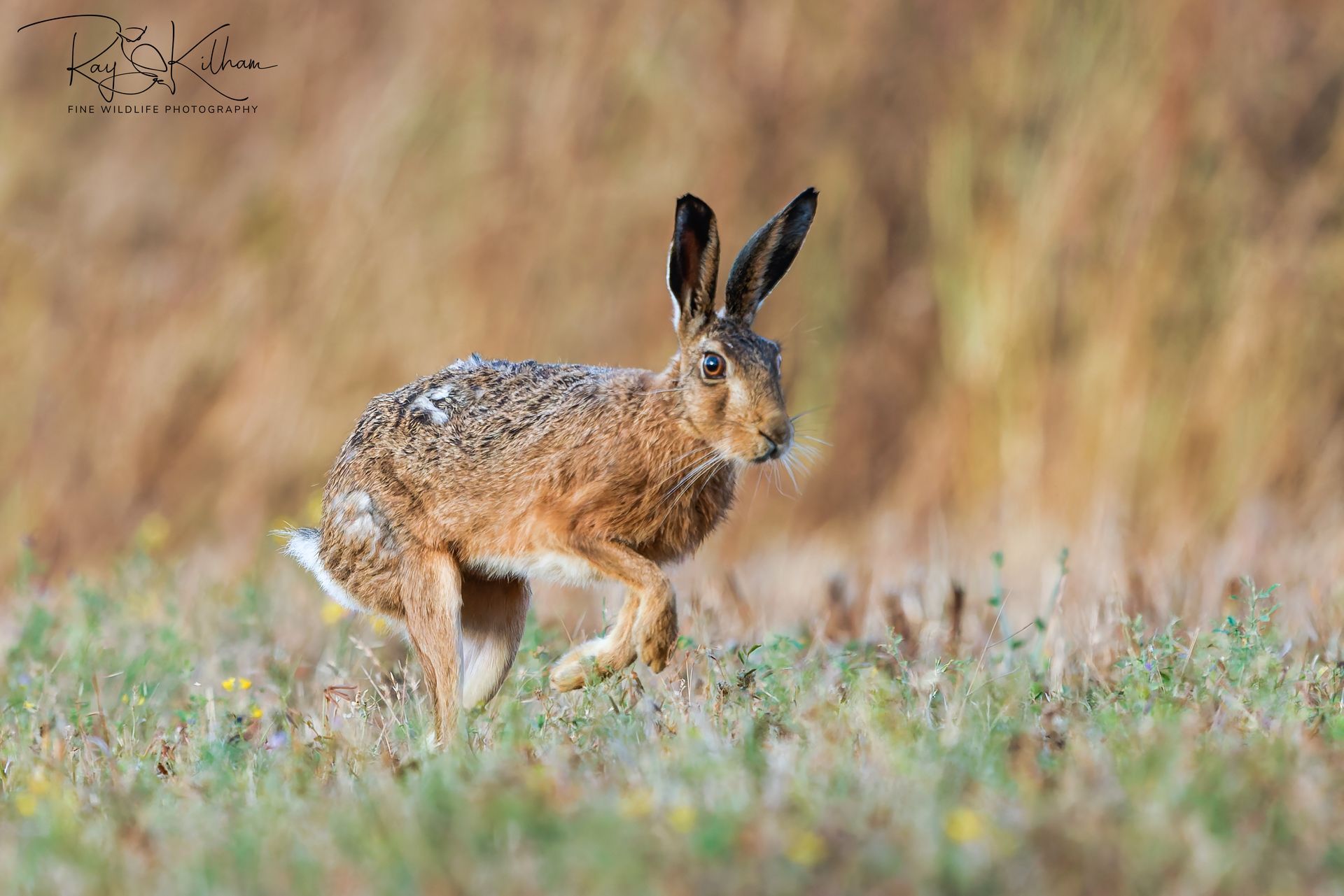 hare