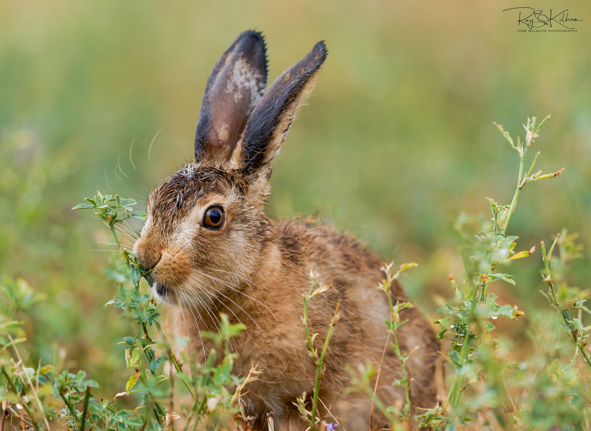 hare