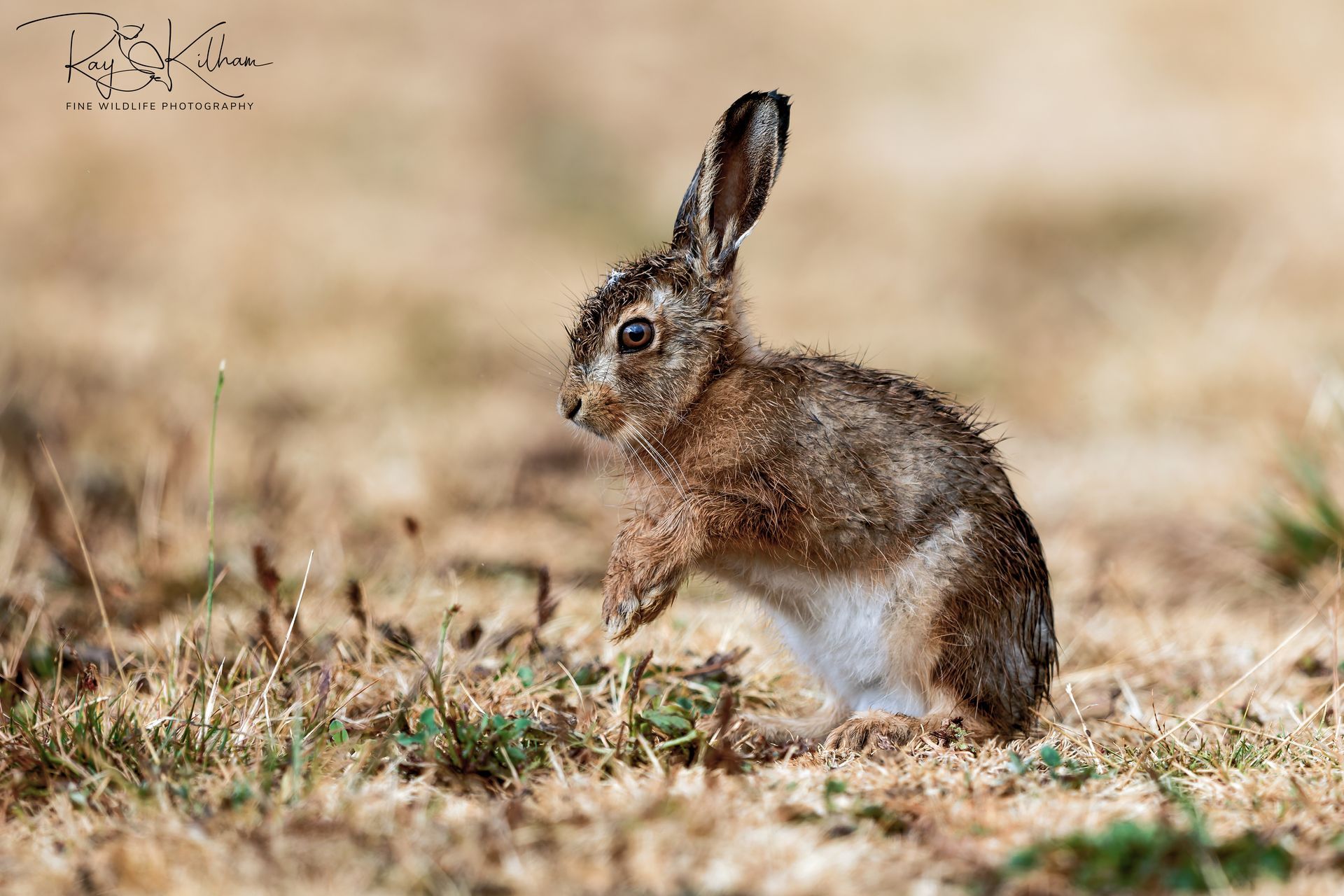 hare