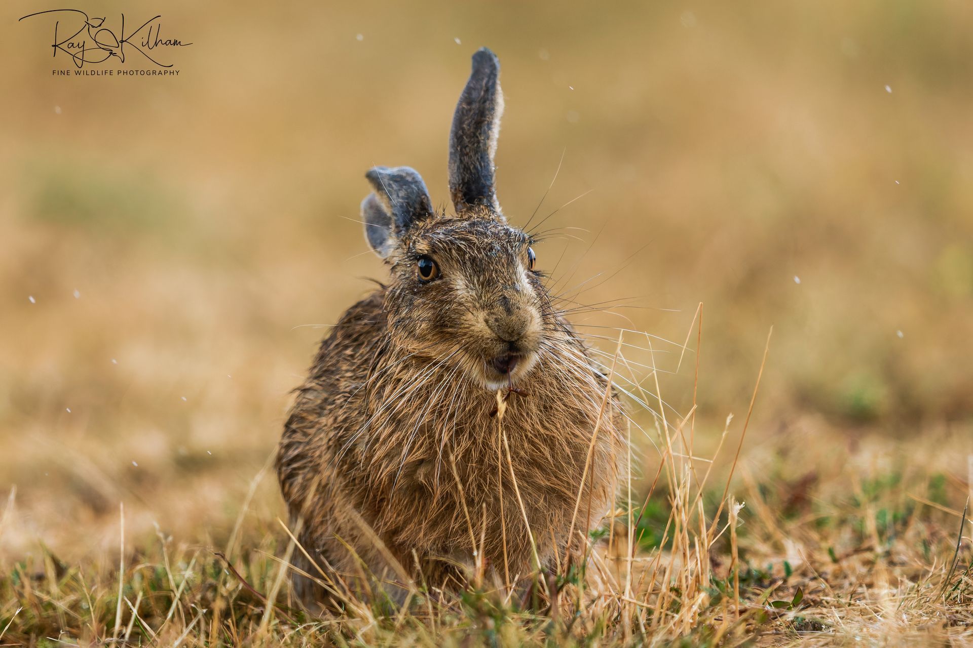 hare