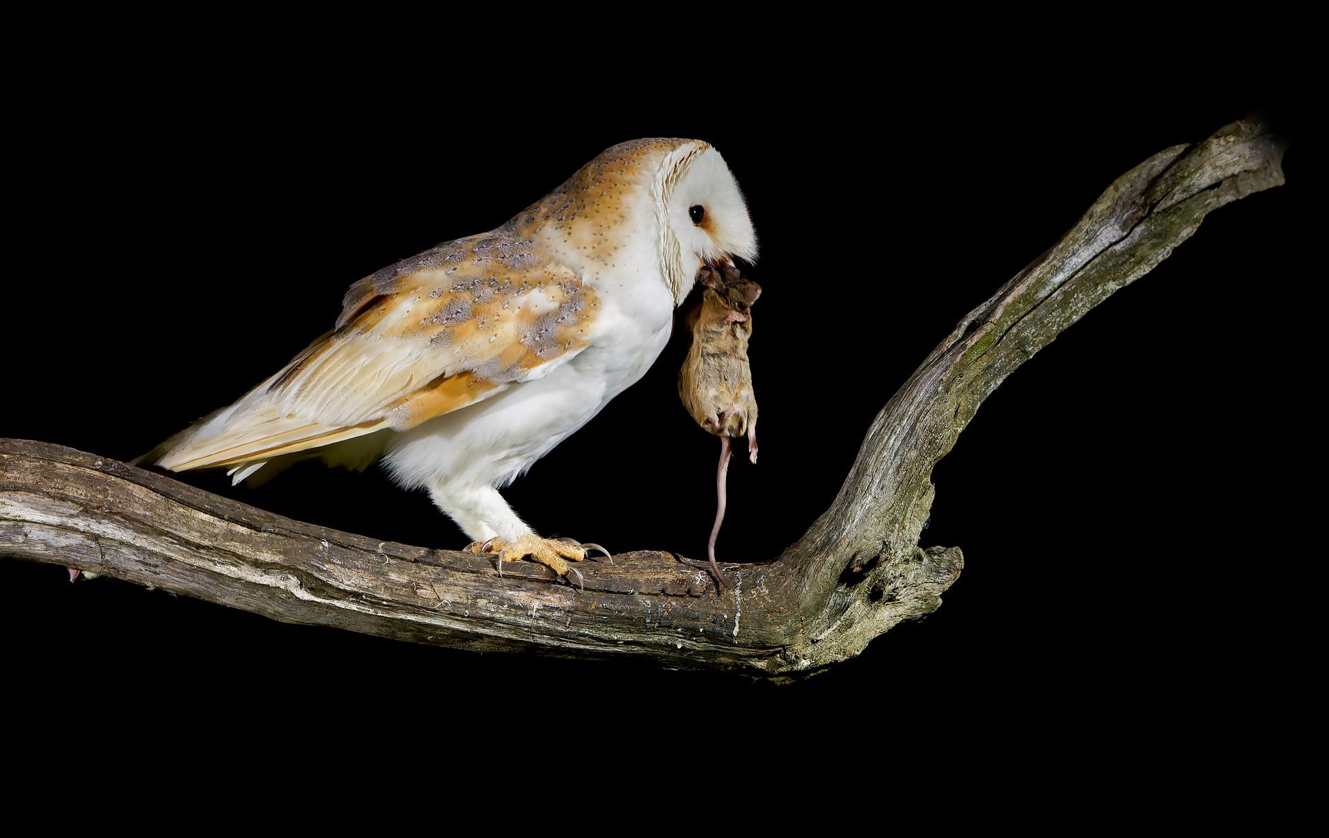 Barn owl