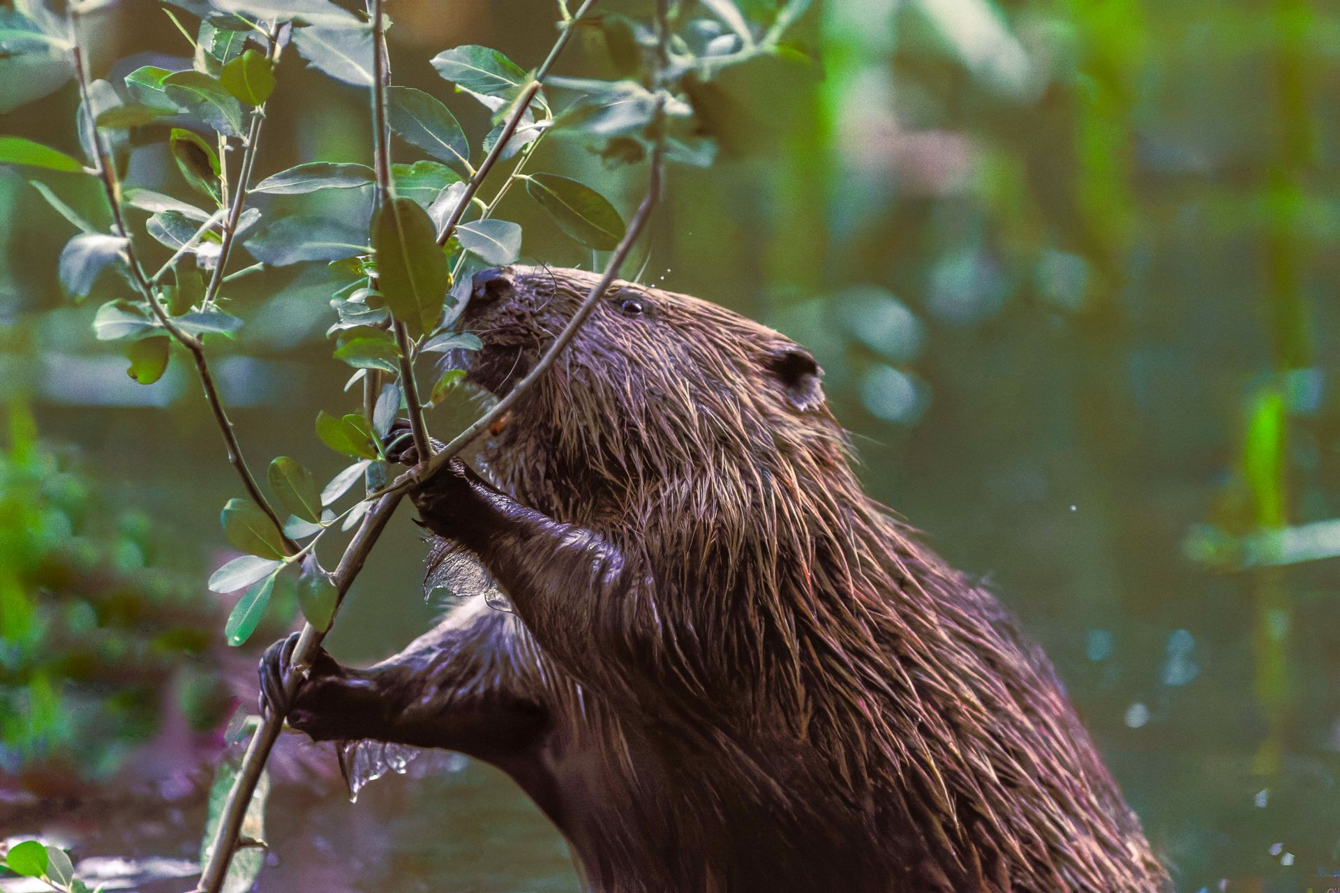 beaver beaver