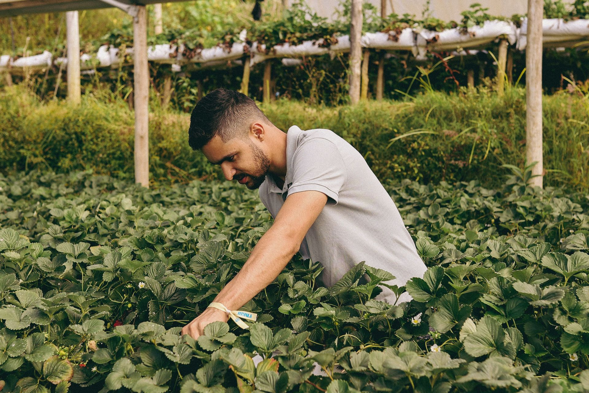 Homem colhendo plantações em um exuberante jardim de estufa.