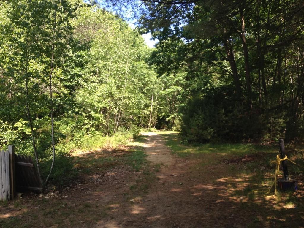 A dirt road going through a lush green forest.