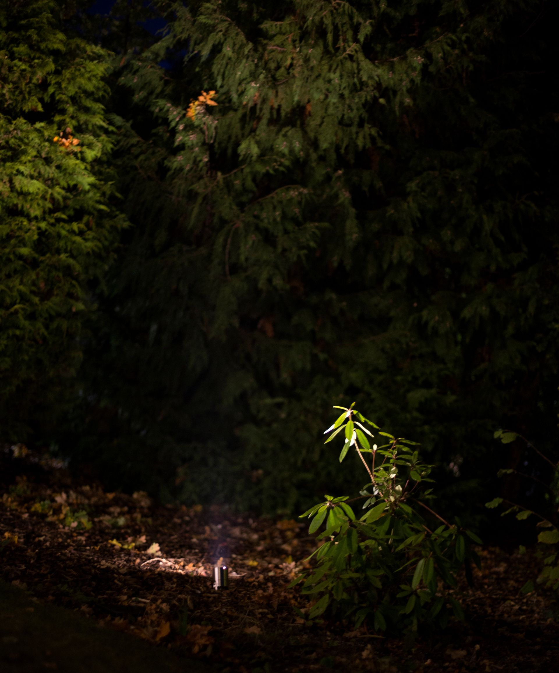 Dark woods with lit small shrub and ground leaves.