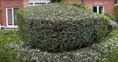 Green Waste Removal | Garden Waste Remover | Green Waste Remover | Garden Cleaning