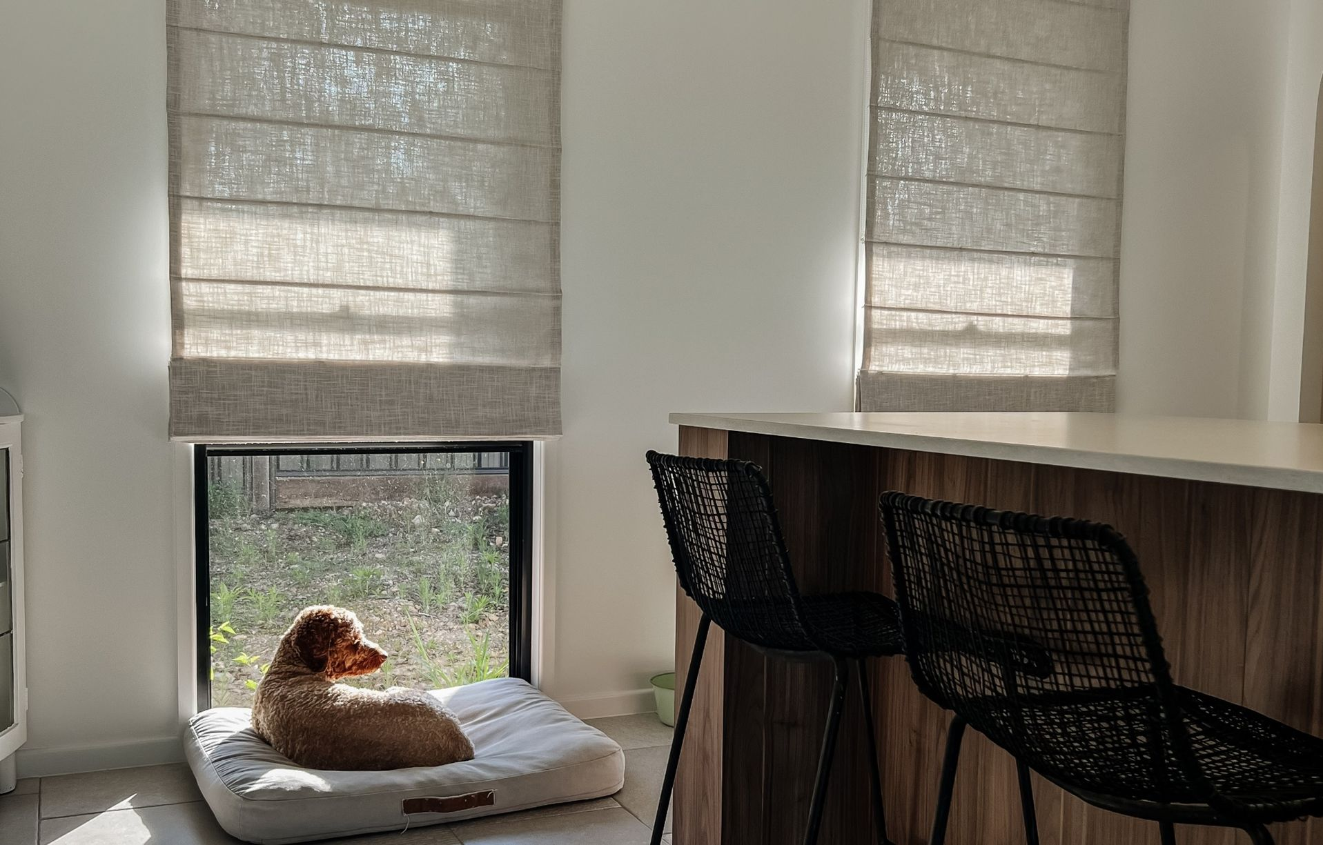 A golden-colored dog resting on a bed by a bright window, with a kitchen island and black chairs in the foreground.