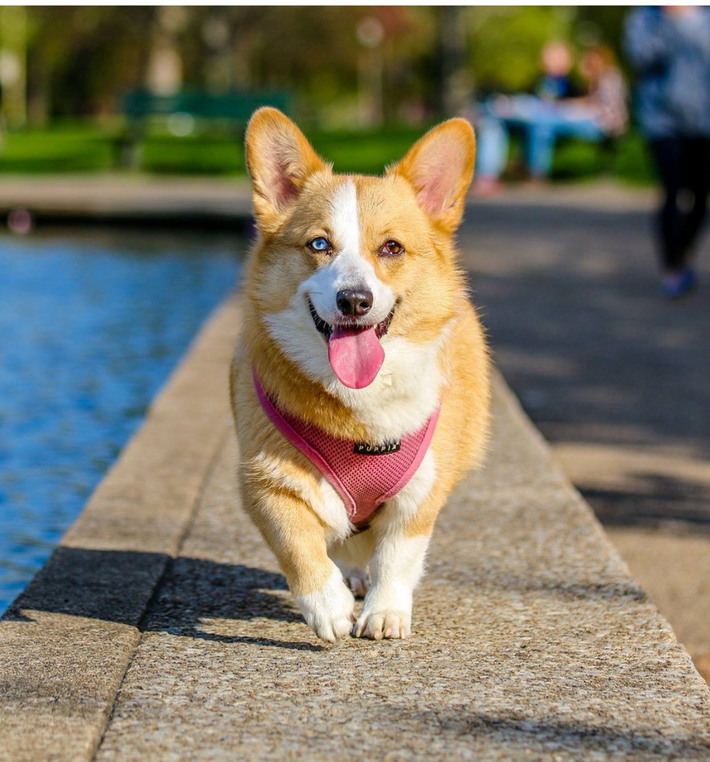 corgi walking