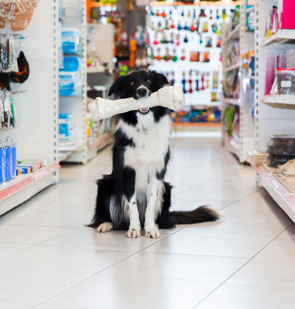 dog in pet store