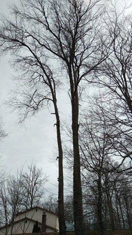 Falling Tree — Columbus, OH — JJs Family Tree Service, LLC