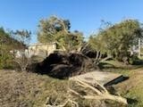 Cleanup From Hurricane Milton - Columbus, OH - JJ's Family Tree Service