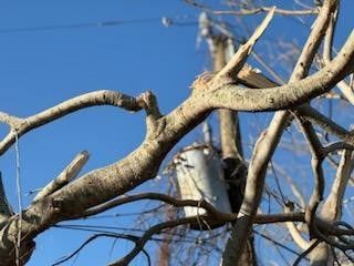 Cleanup From Hurricane Milton - Columbus, OH - JJ's Family Tree Service