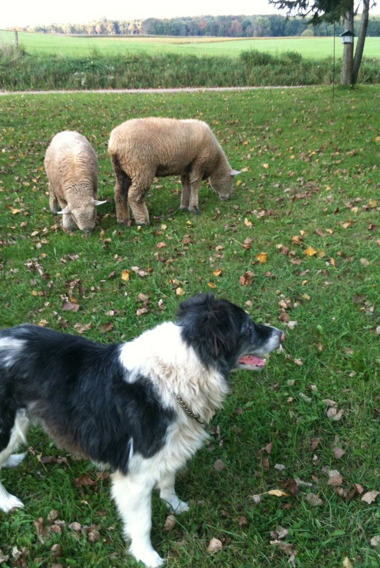 Black-and-white dog in foreground; two sheep graze on grass near a field.