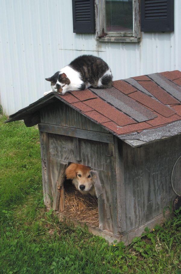 Cat on doghouse roof with dog peeking out from the entrance