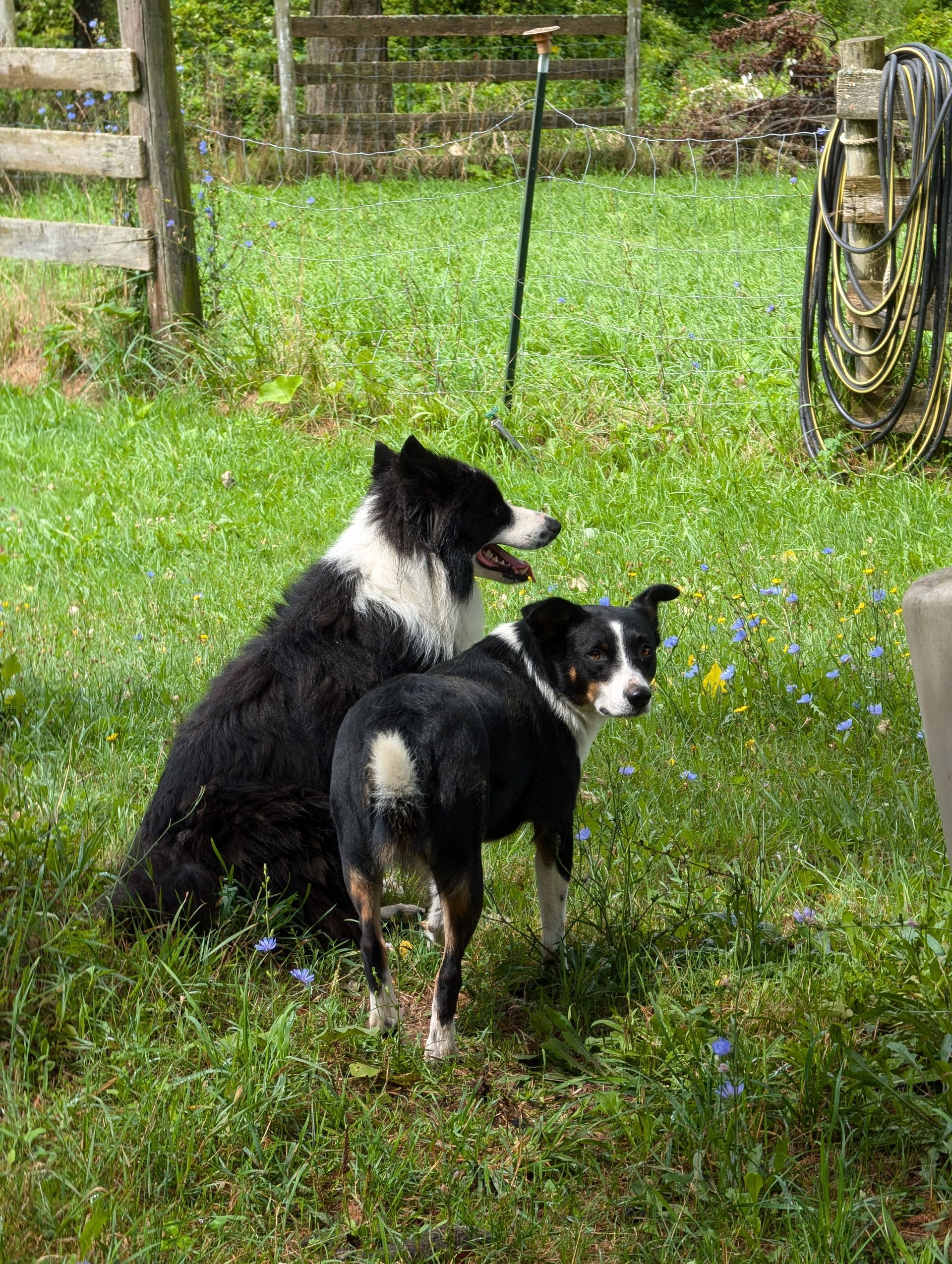 Two black-and-white dogs standing on grass in a backyard, one looking back at the camera