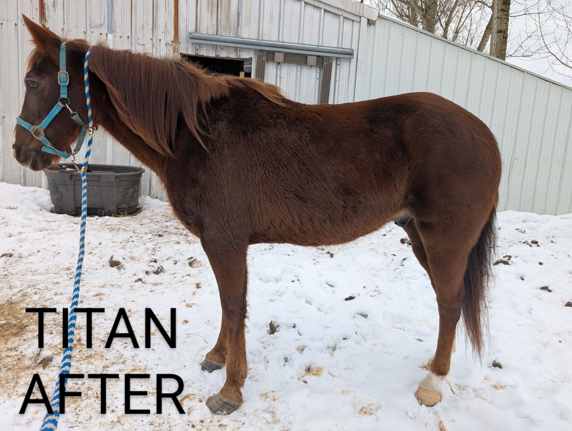 Brown horse in a snowy outdoor setting wearing a blue halter. Text reads