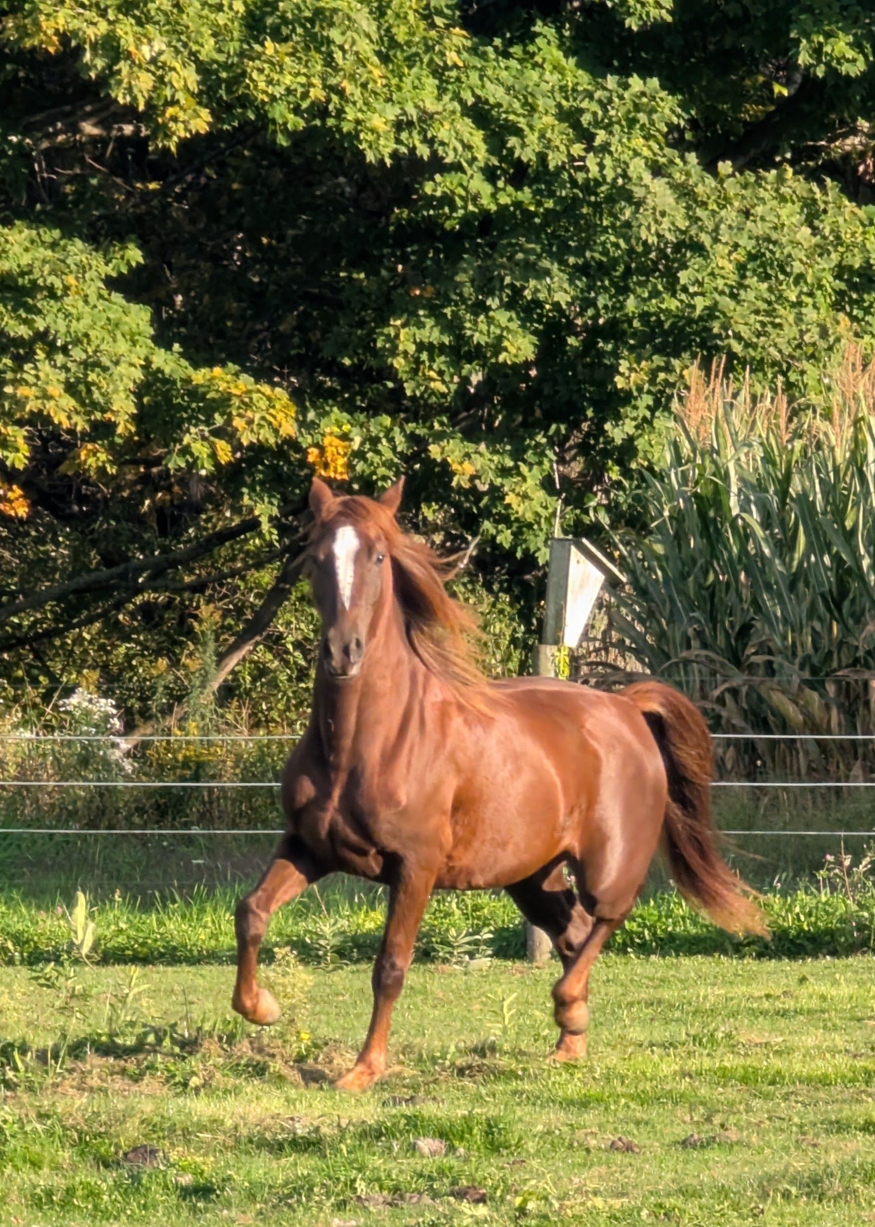 A brown horse with a white spot on its face is standing behind a fence.