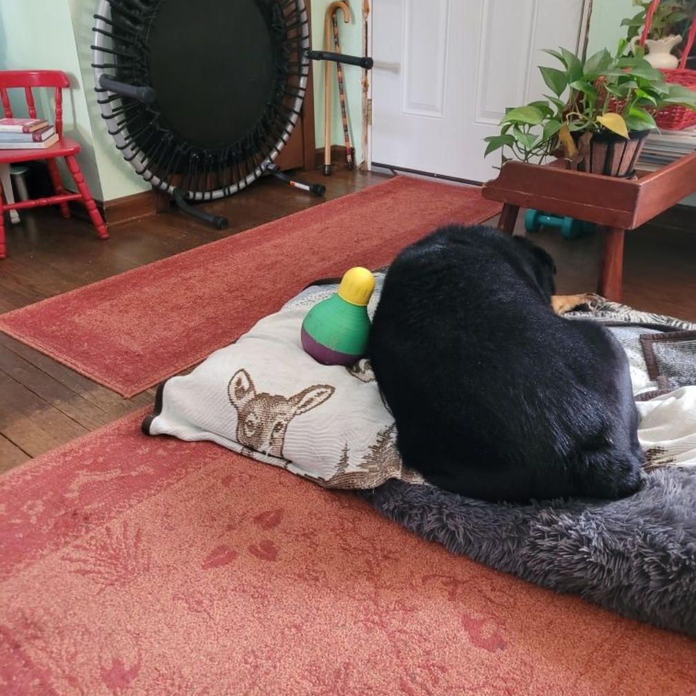 A black dog naps on a dog bed next to a small, green and yellow toy. The setting is a room with rugs and furniture.