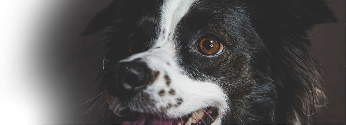 ENTER A PHOTO TO WIN! Close-up of a black-and-white dog with a brown eye, looking at the camera.