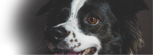 ENTER A PHOTO TO WIN! Close-up of a black-and-white dog with a brown eye, looking at the camera.