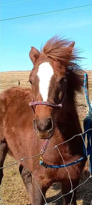 A brown horse with a white spot on its face is standing behind a fence.