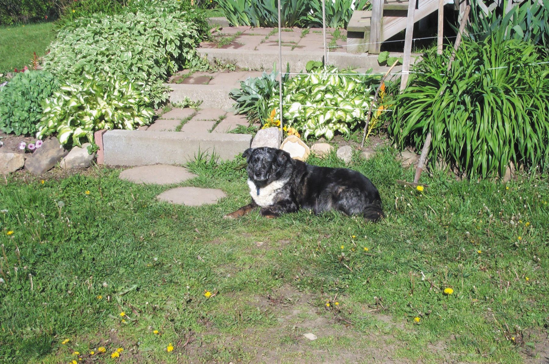 Black-and-white dog lying on grass in a garden beside stone steps and flowers