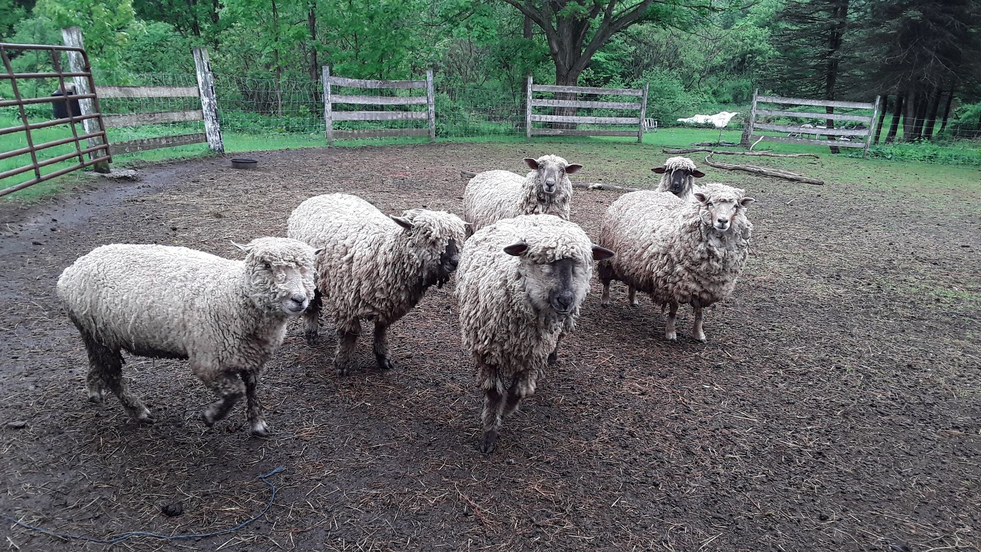 Sheep standing in a muddy fenced pasture with trees in the background