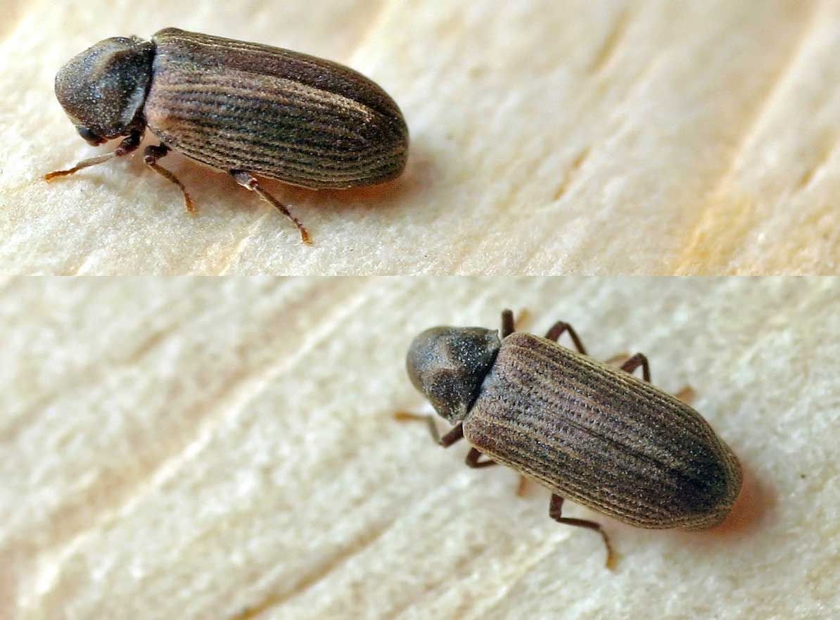 Deux petits coléoptères sont assis sur un morceau de bois.