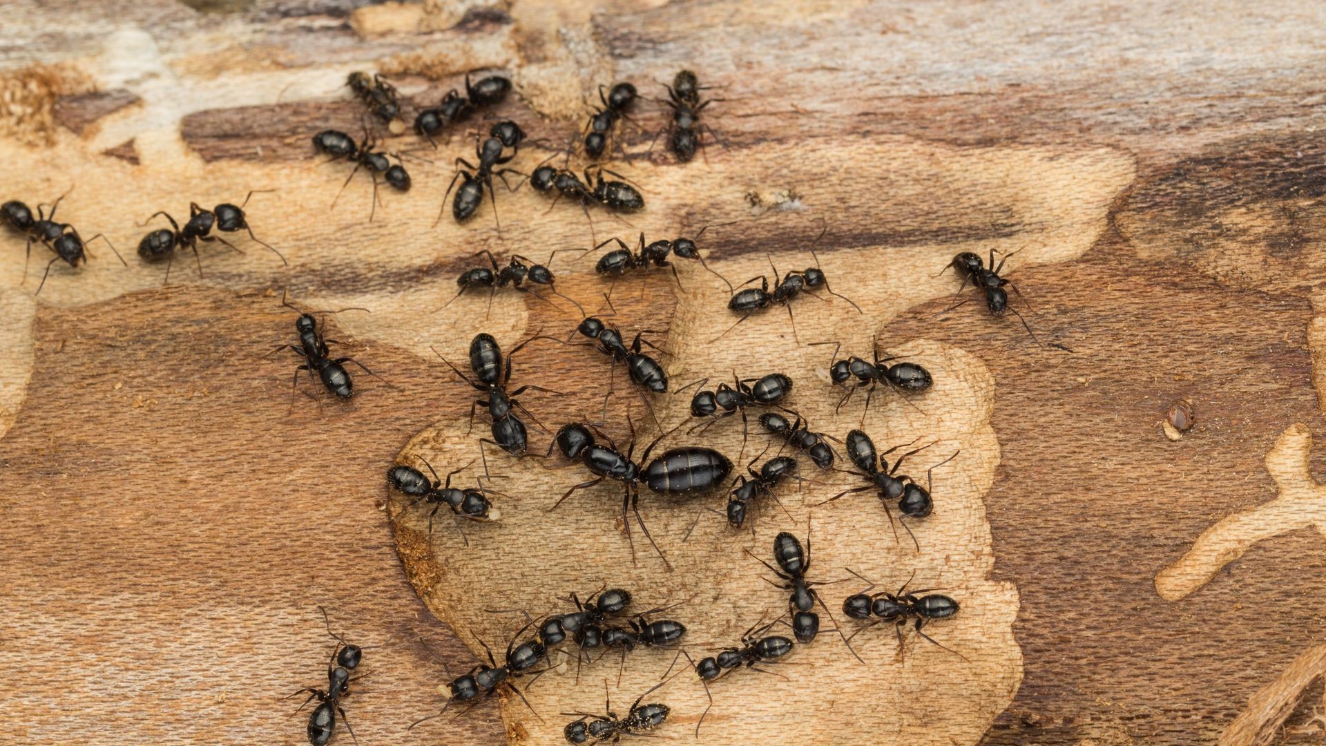 Un groupe de fourmis rampe sur un morceau de bois.