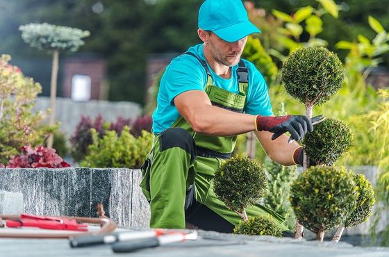man cutting out the shrubs in York garden