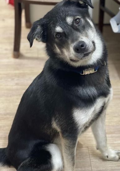 Husky mix dog posing with a tilted head 