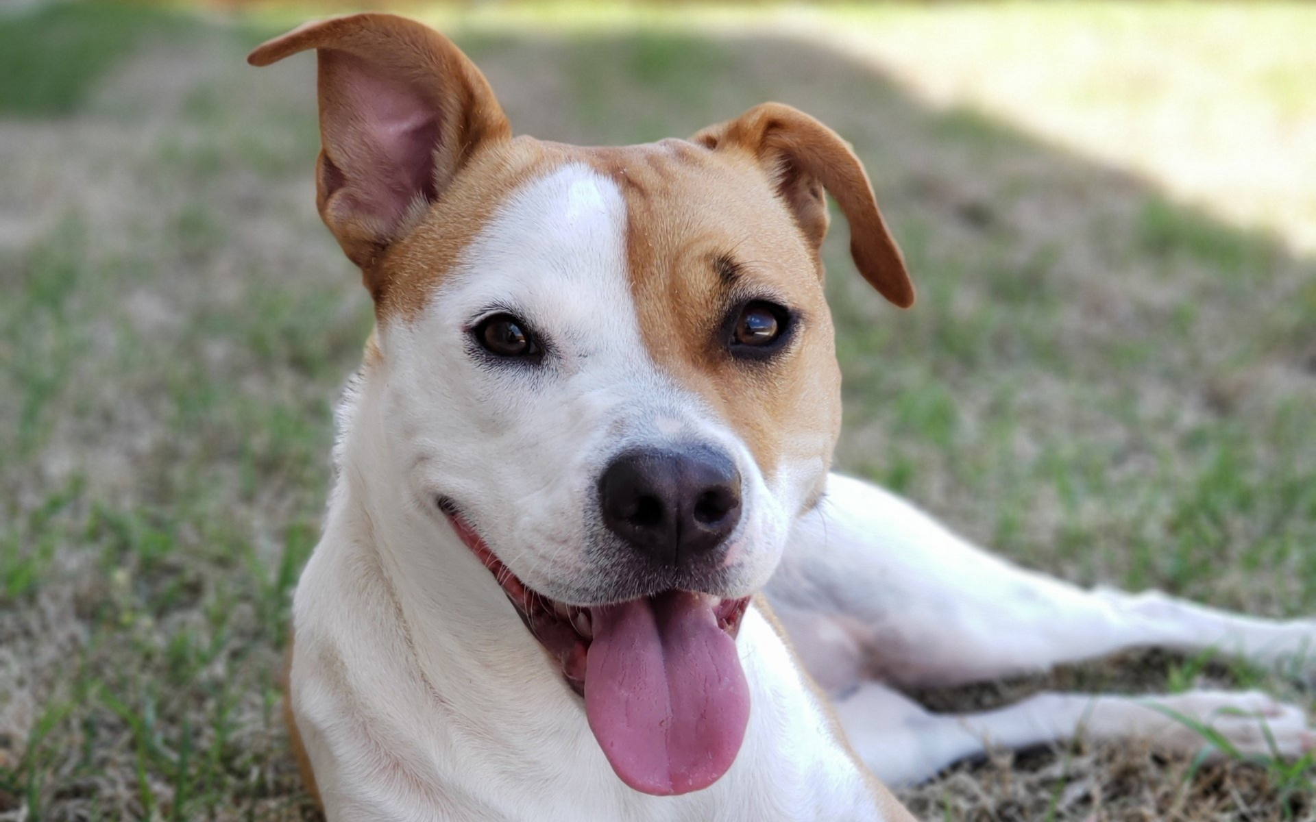 Photo of a white and brown dog laying on green grass. 