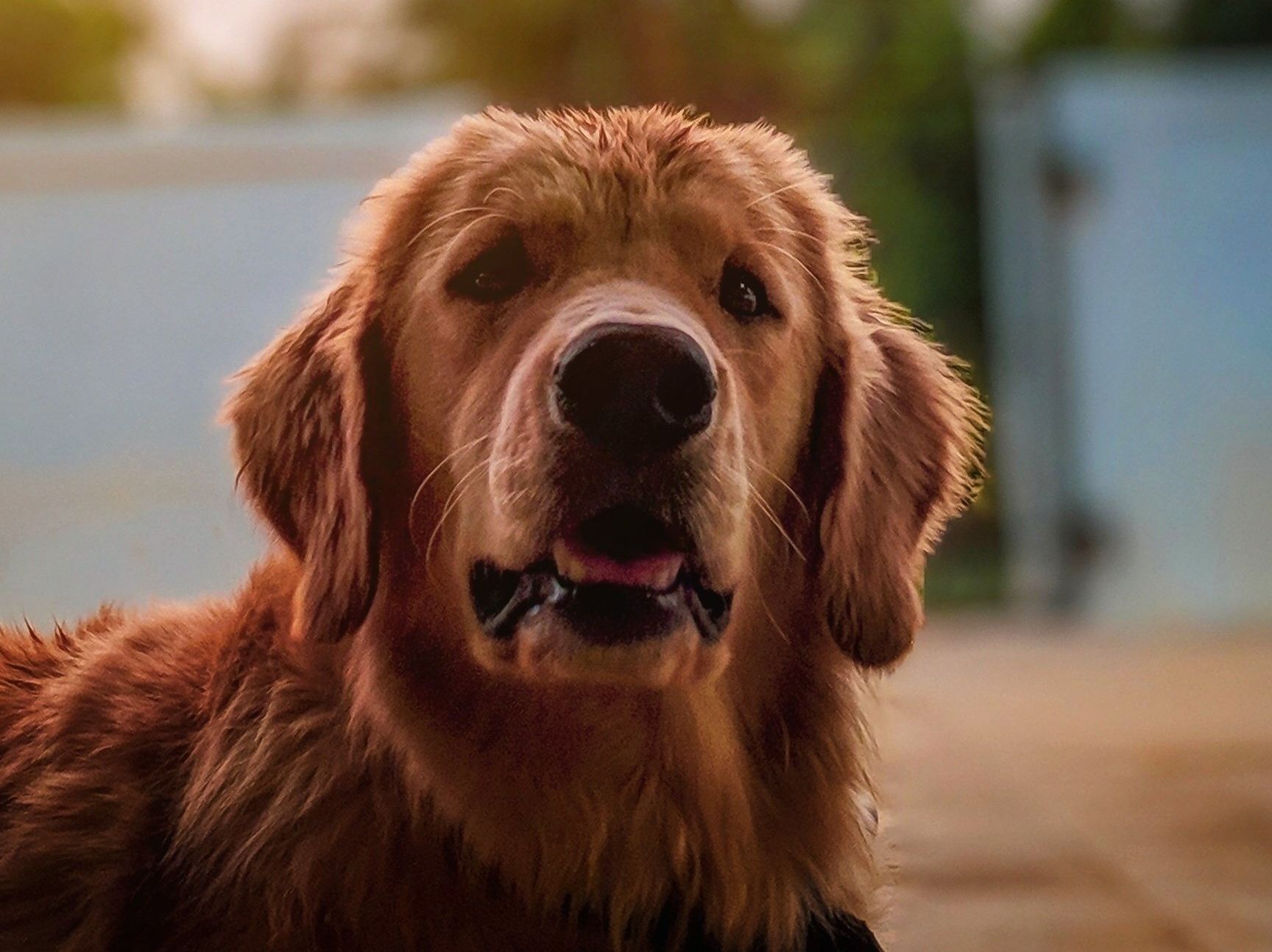Brown dog