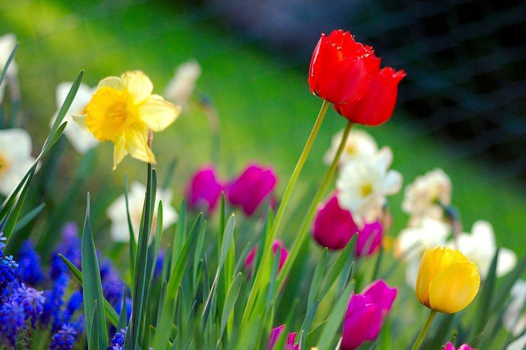 Colorful spring flowers in a garden, including yellow daffodils, red tulip, and purple grape hyacinths.