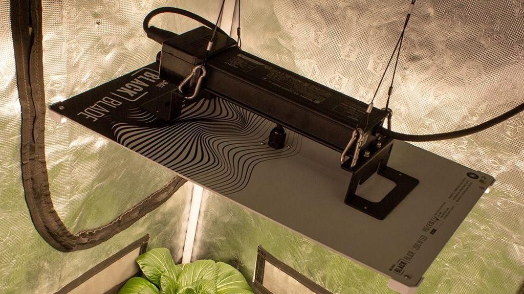 LED lighting in action in the grow room