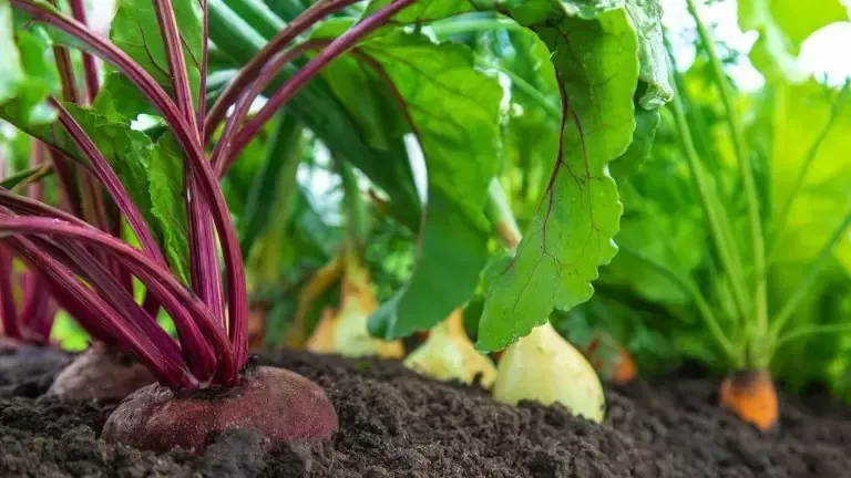 Root veggies like carrots, beetroot or radish.